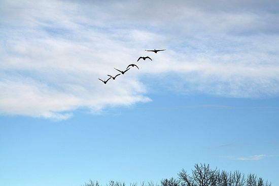 Geese at the Dog Park