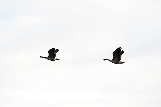 Geese at the Dog Park