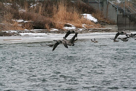 Geese at the Dog Park