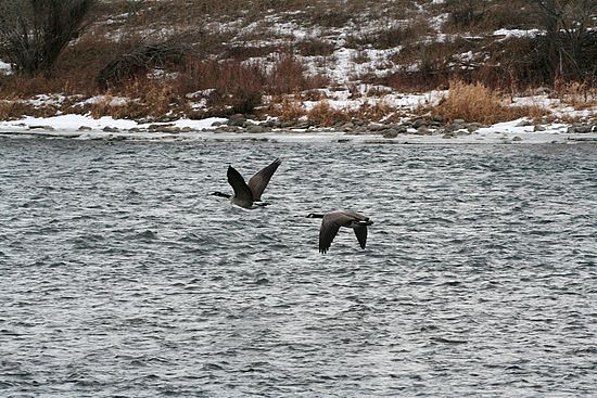 Geese at the Dog Park